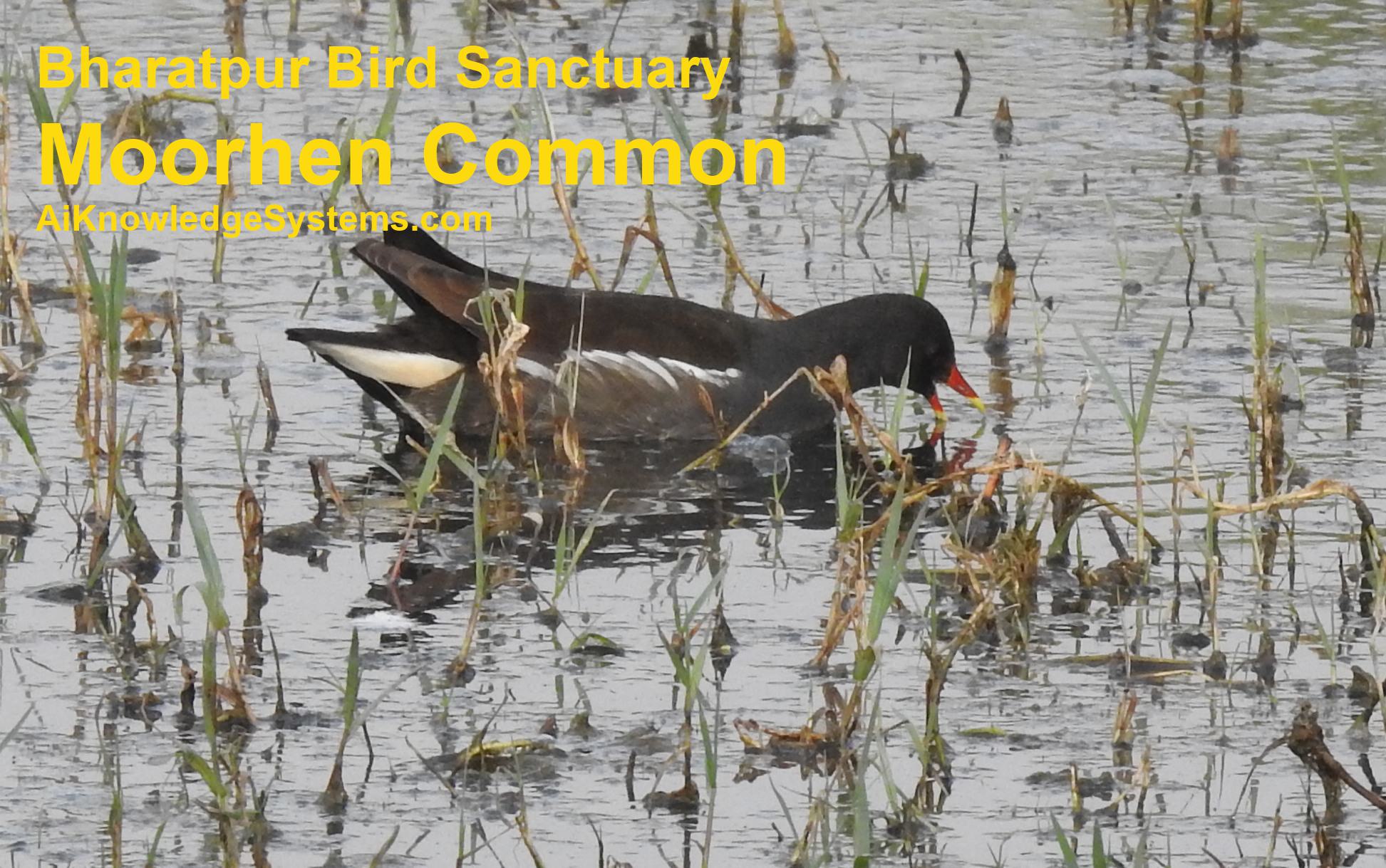 Moorhen Common (14) Coming Soon